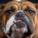 VectorMan bulldog face-low-res